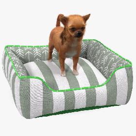 3D Chihuahua in Dog Bed with Fur model